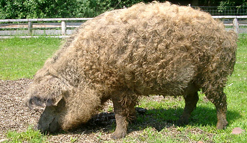 Mangalica